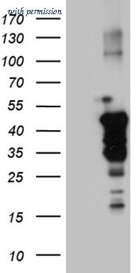 OriGene CF811057 image 1