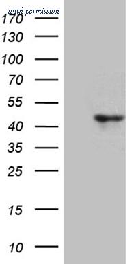 OriGene CF811170 image 1