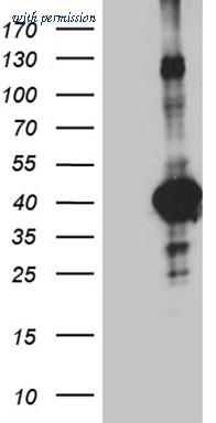 OriGene CF811204 image 1