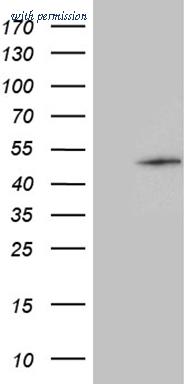 OriGene CF811260 image 1