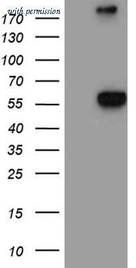 OriGene CF811277 image 1