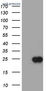 OriGene CF811305 image 1