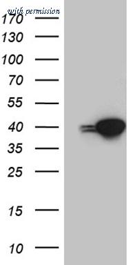 OriGene CF811307 image 1