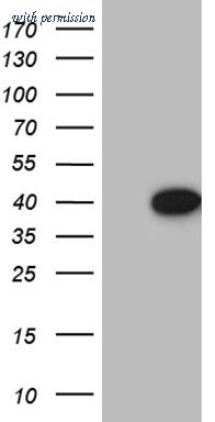 OriGene CF811311 image 1