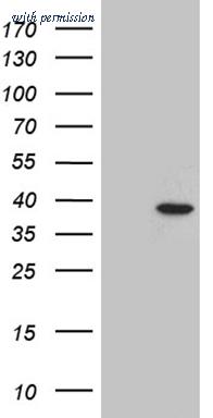 OriGene CF811314 image 1