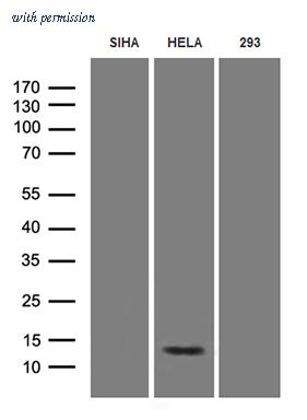 OriGene CF811359 image 1