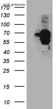 OriGene CF811398 image 1