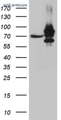 OriGene CF811496 image 1