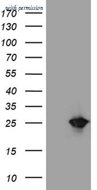 OriGene CF811515 image 1