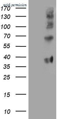 OriGene CF811551 image 1