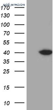 OriGene CF811567 image 1