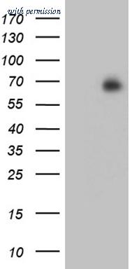 OriGene CF811577 image 1
