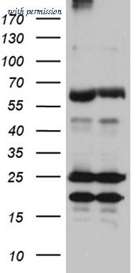 OriGene CF811579 image 1