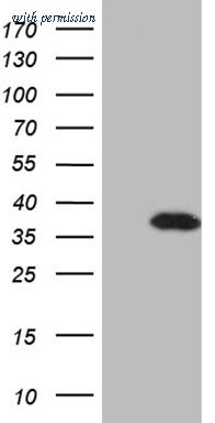 OriGene CF811643 image 1