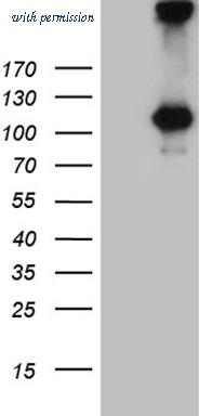 OriGene CF811647 image 1