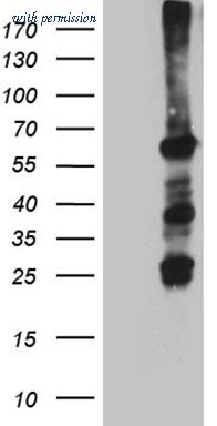 OriGene CF811730 image 1