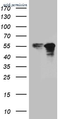 OriGene CF811735 image 1
