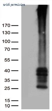 OriGene CF811793 image 1