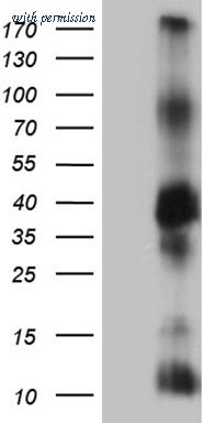 OriGene CF811877 image 1