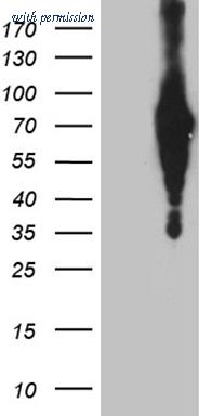 OriGene CF811950 image 1
