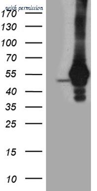 OriGene CF811981 image 1