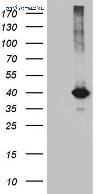 OriGene CF812007 image 1