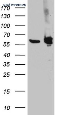 OriGene CF812036 image 1