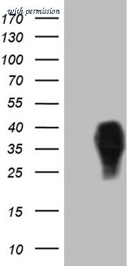 OriGene CF812059 image 1