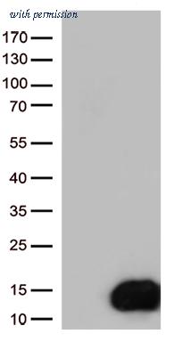 OriGene CF812117 image 1