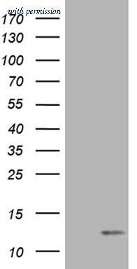 OriGene CF812124 image 1