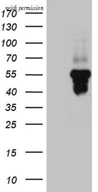 OriGene CF812171 image 1