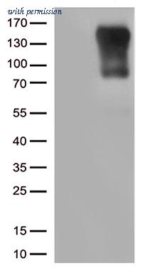 OriGene CF812200 image 1