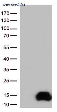 OriGene CF812201 image 1