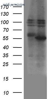 OriGene CF812203 image 1