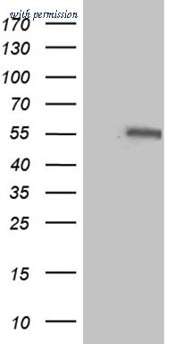 OriGene CF812229 image 1