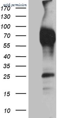 OriGene CF812271 image 1