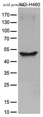 OriGene CF812346 image 1