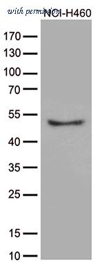 OriGene CF812348 image 1