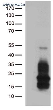 OriGene CF812463 image 1
