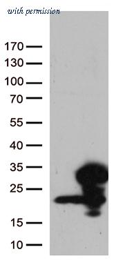 OriGene CF812498 image 1