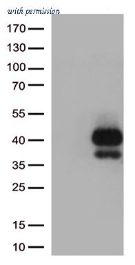 OriGene CF812567 image 1