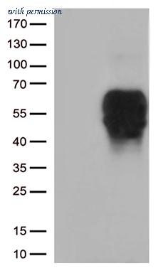 OriGene CF812582 image 1