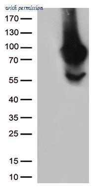 OriGene CF812635 image 1