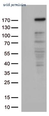 OriGene CF812647 image 1