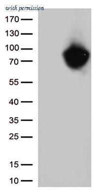 OriGene CF812648 image 1