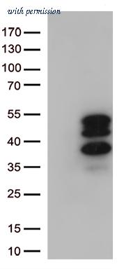 OriGene CF812793 image 1