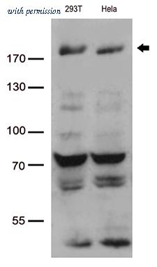 OriGene CF812820 image 1