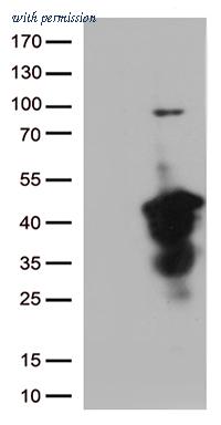 OriGene CF812843 image 1