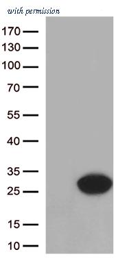OriGene CF812910 image 1