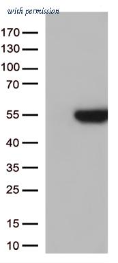 OriGene CF812962 image 1